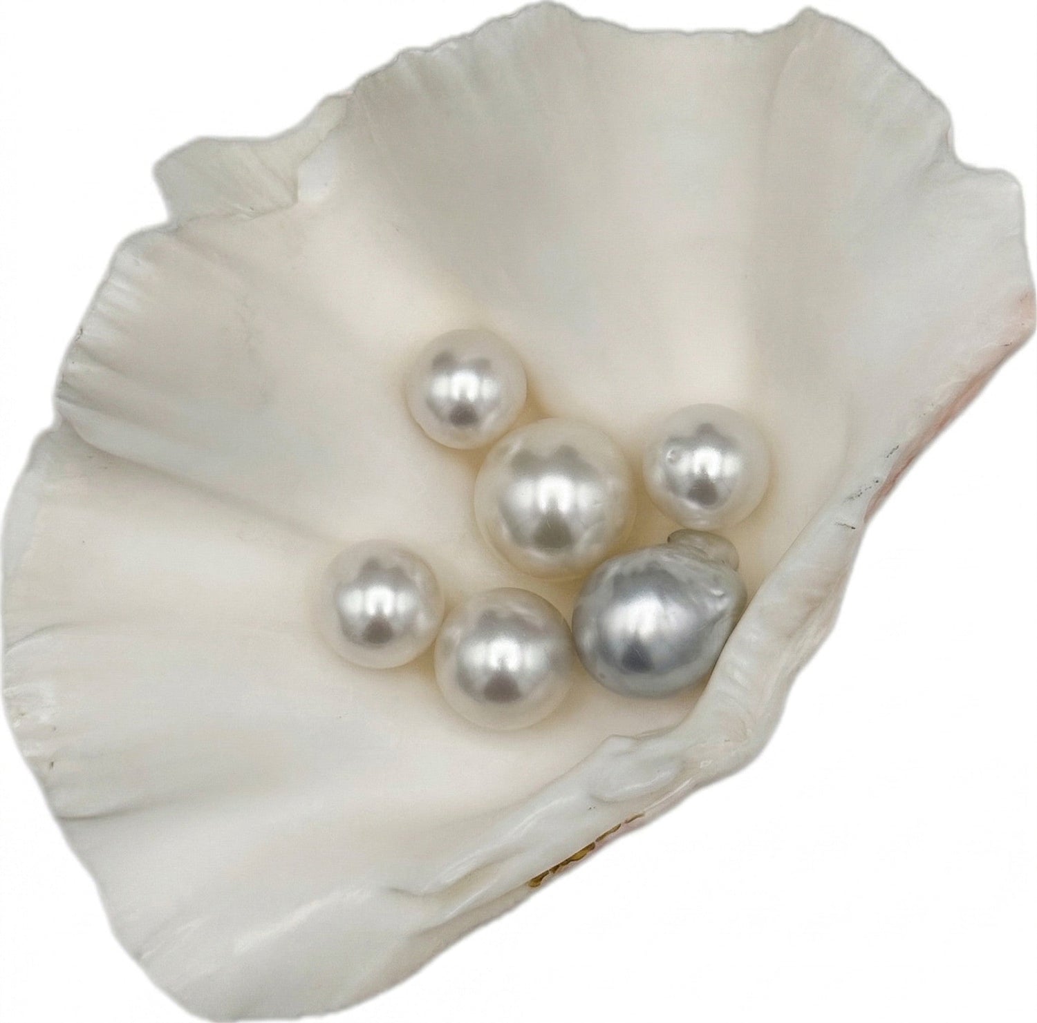 White South Sea Pearls
