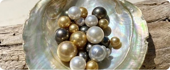 A mother-of-pearl shell filled with a collection of multi-colored South Sea pearls. The pearls are in various sizes and colors, including white, gold, dark silver, and bronze. The background is weathered wood.