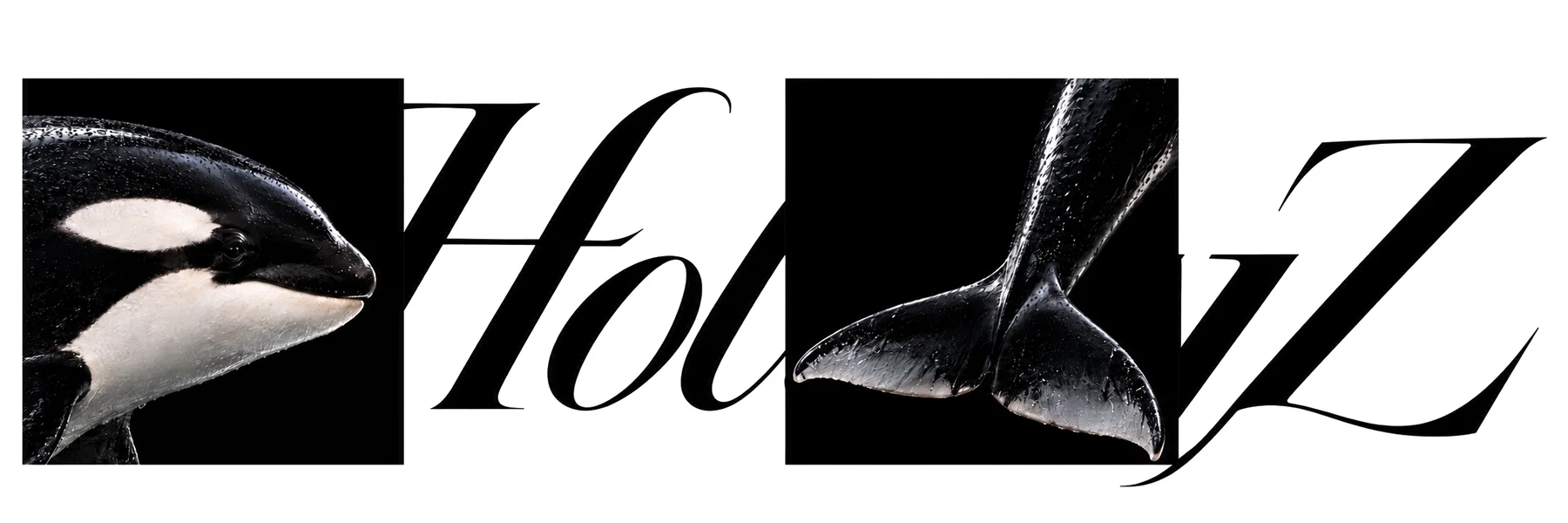 Holly Zhang lettering in black italic, set between two photographs of an orca: its head on the left and its tail fluke on the right