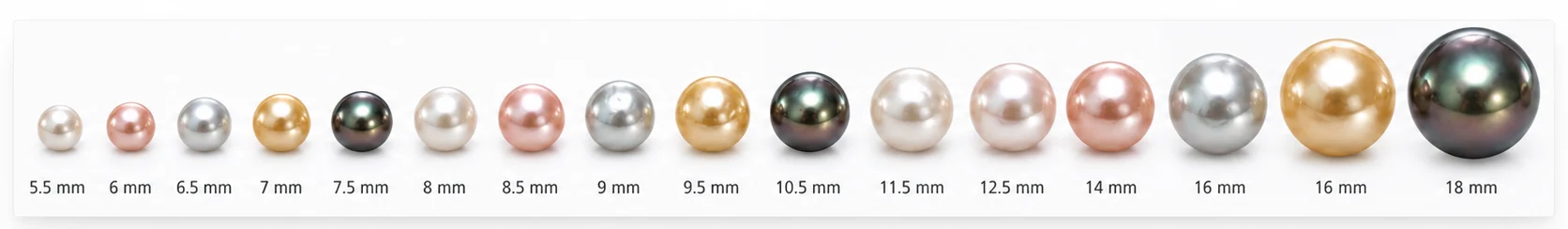 Pearls from 5.5 to 18 millimetres drawn to the same scale, from a small white Akoya to a large Tahitian